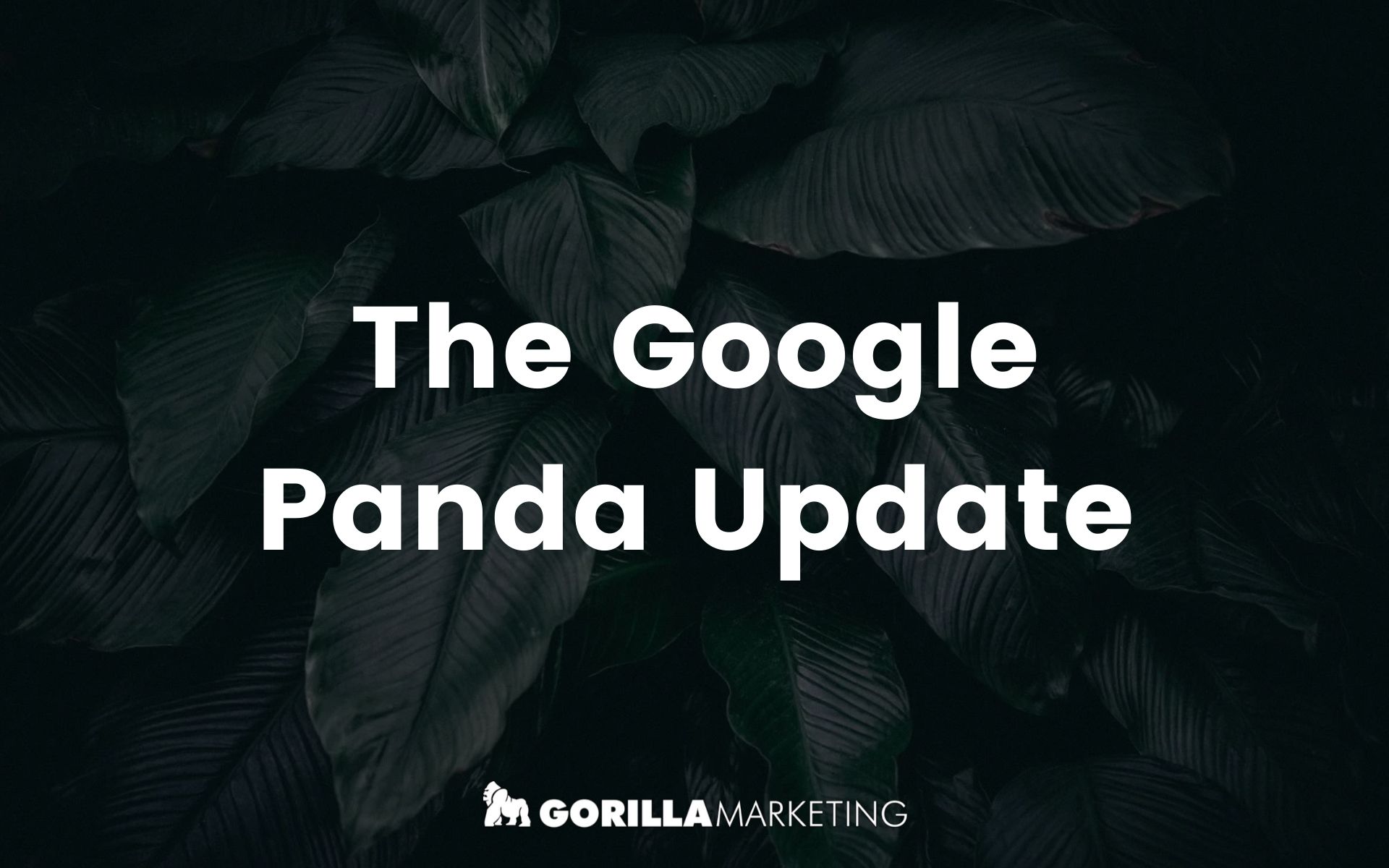 The Panda Update