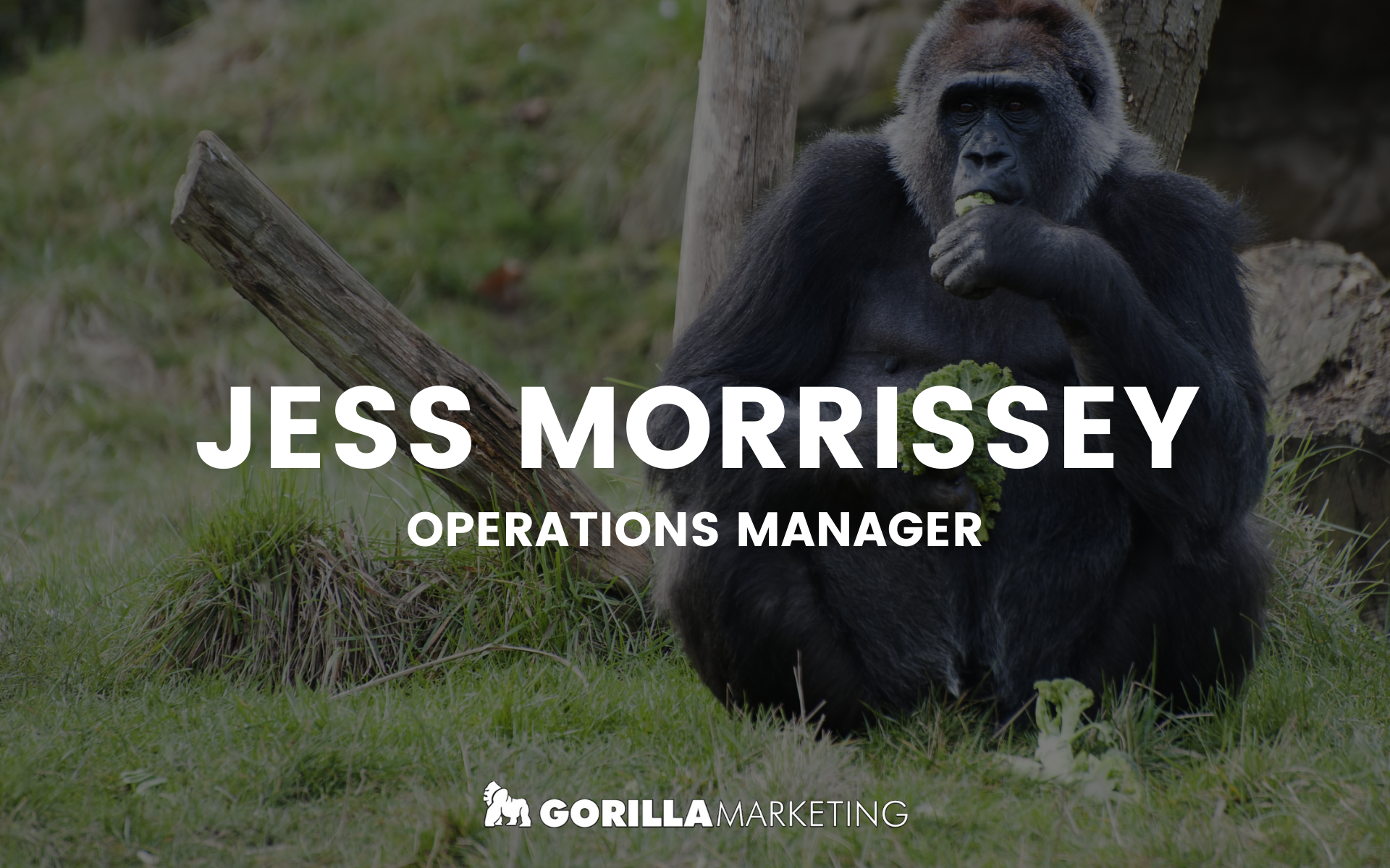 Gorilla Marketing SEO Team 5