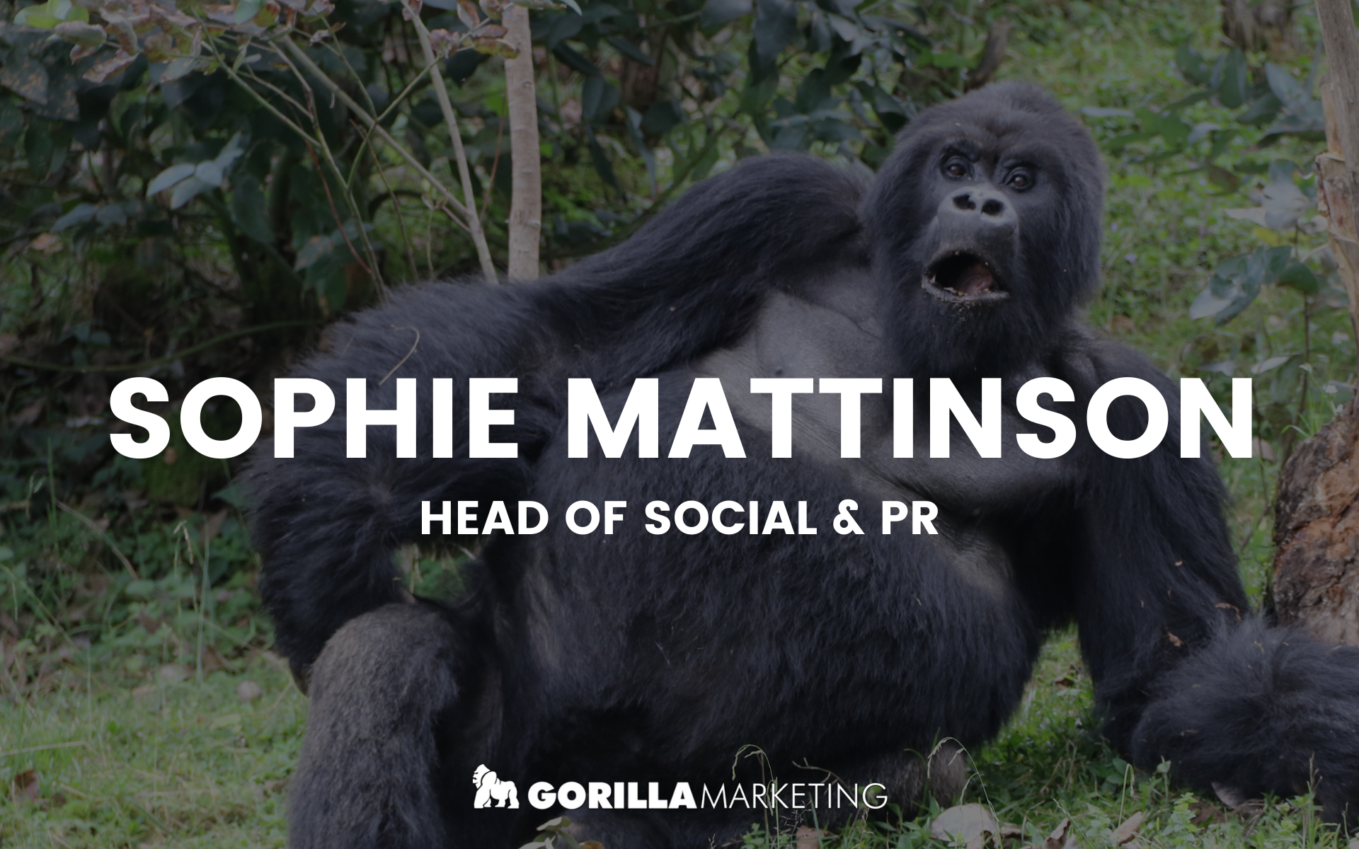 Gorilla Marketing SEO Team 8
